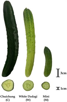 Comparison of Metabolome and Functional Properties of Three Korean Cucumber Cultivars